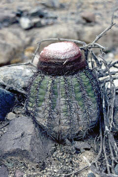 Melocactus peruvianus Vaupel resmi