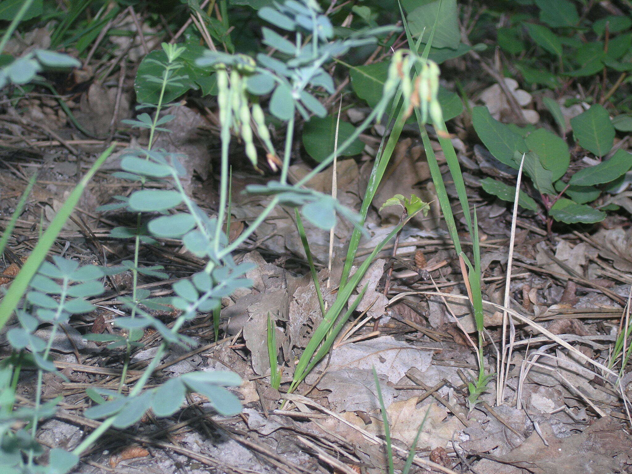 صورة Coronilla coronata L.