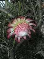 Image of Patent-leaf protea