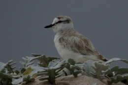 Слика од Charadrius marginatus Vieillot 1818