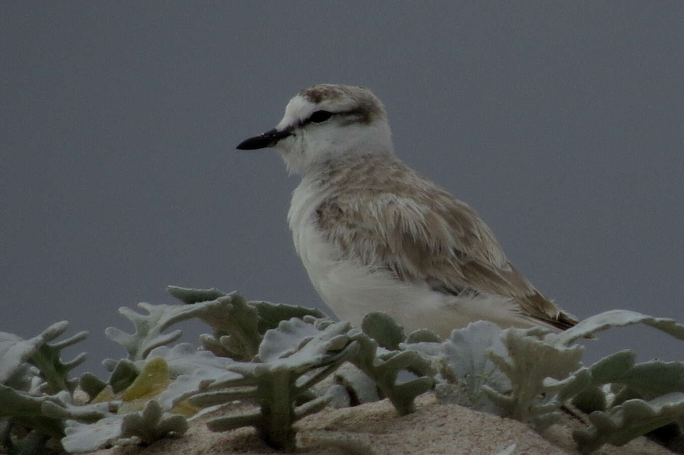 Image of White-fronted Plover