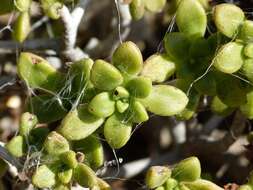 Image of Aeonium lindleyi subsp. lindleyi