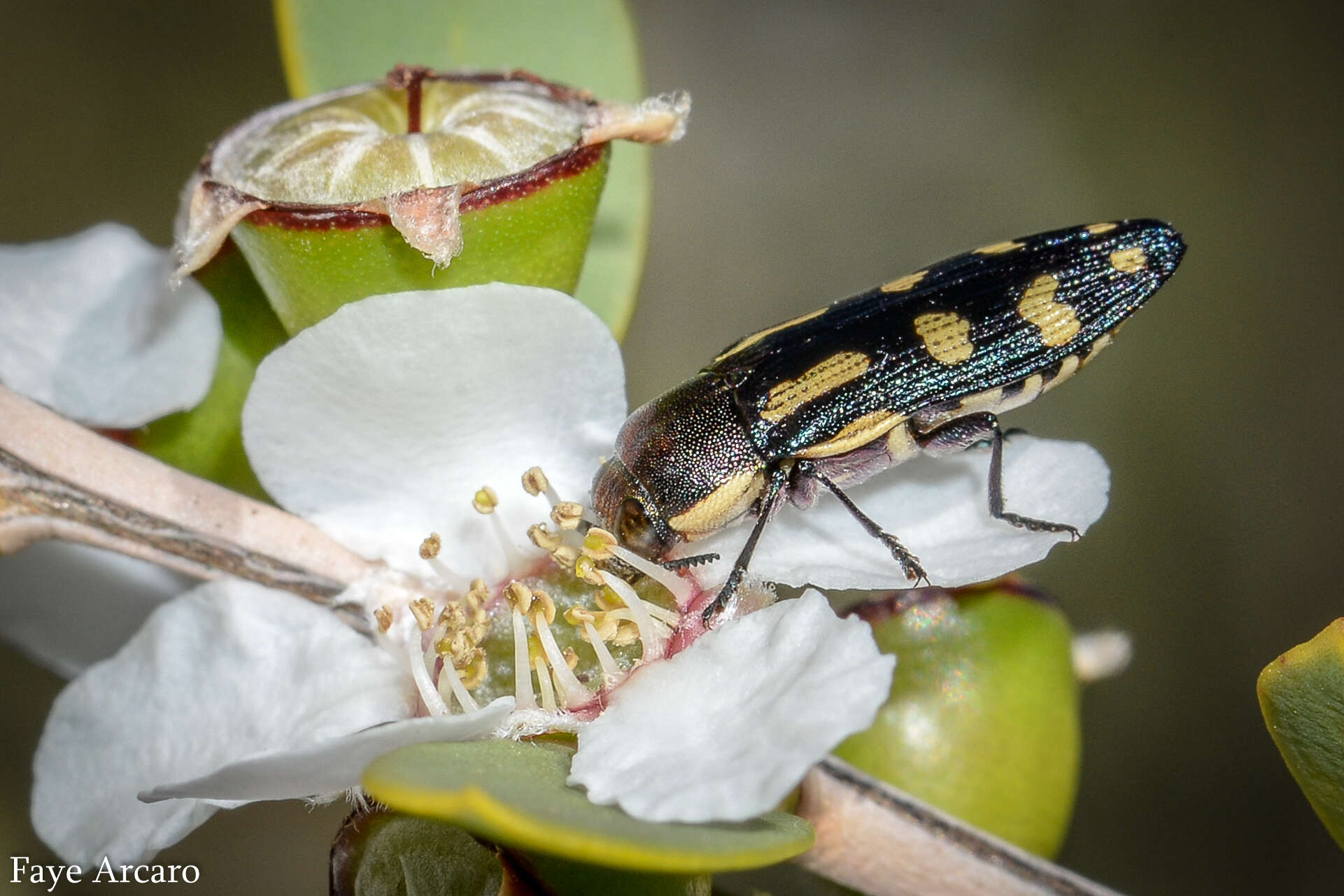 Castiarina picta (Gory & Laporte 1838) resmi