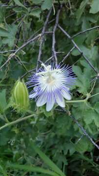 Passiflora arizonica (Killip) D. H. Goldman的圖片