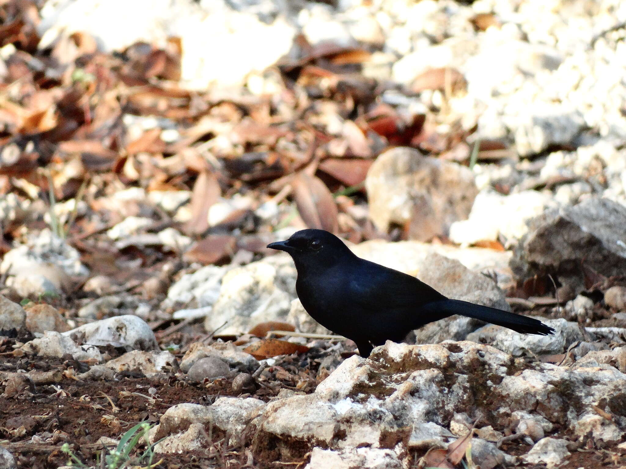 Image of Melanoptila Sclater & PL 1858