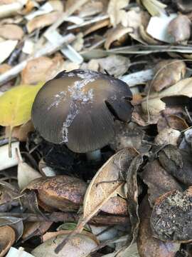 Image of Coprinellus bipellis (Romagn.) P. Roux, Guy García & Borgarino 2006