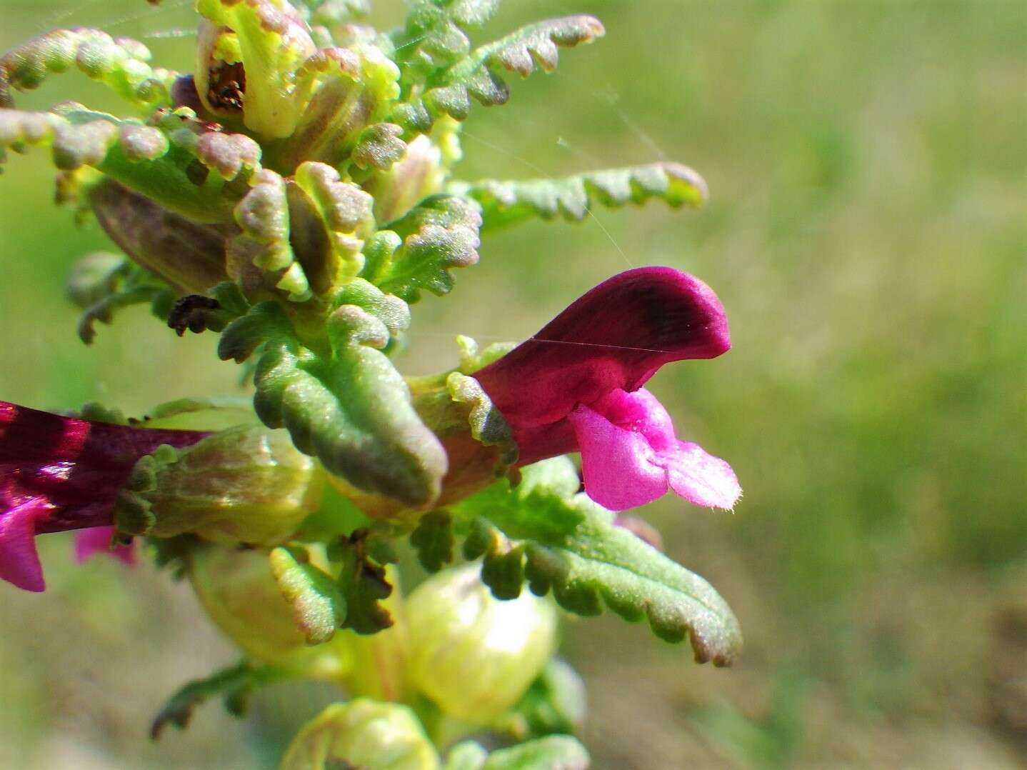 Image of Small-Flower Lousewort