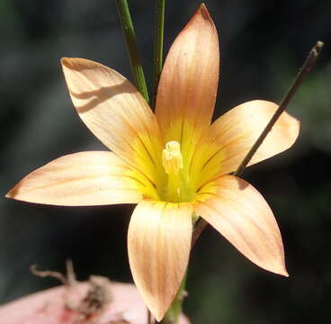 Image of Romulea setifolia var. setifolia