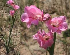 Imagem de Gladiolus caryophyllaceus (Burm. fil.) Poir.