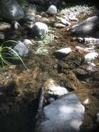 Image of Thamnophis atratus zaxanthus Boundy 1999