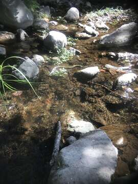 Image of Thamnophis atratus zaxanthus Boundy 1999