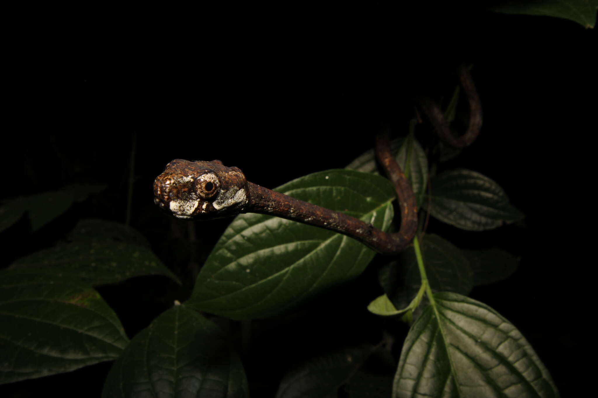 Image of Blunt-head Slug Snake