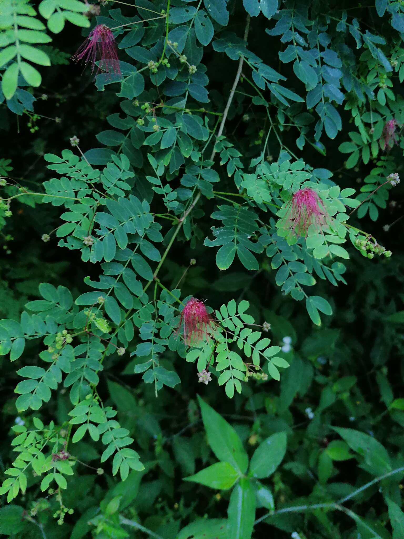 Image of Schott's stickpea