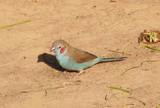 Image of Red-checked Cordon-bleu