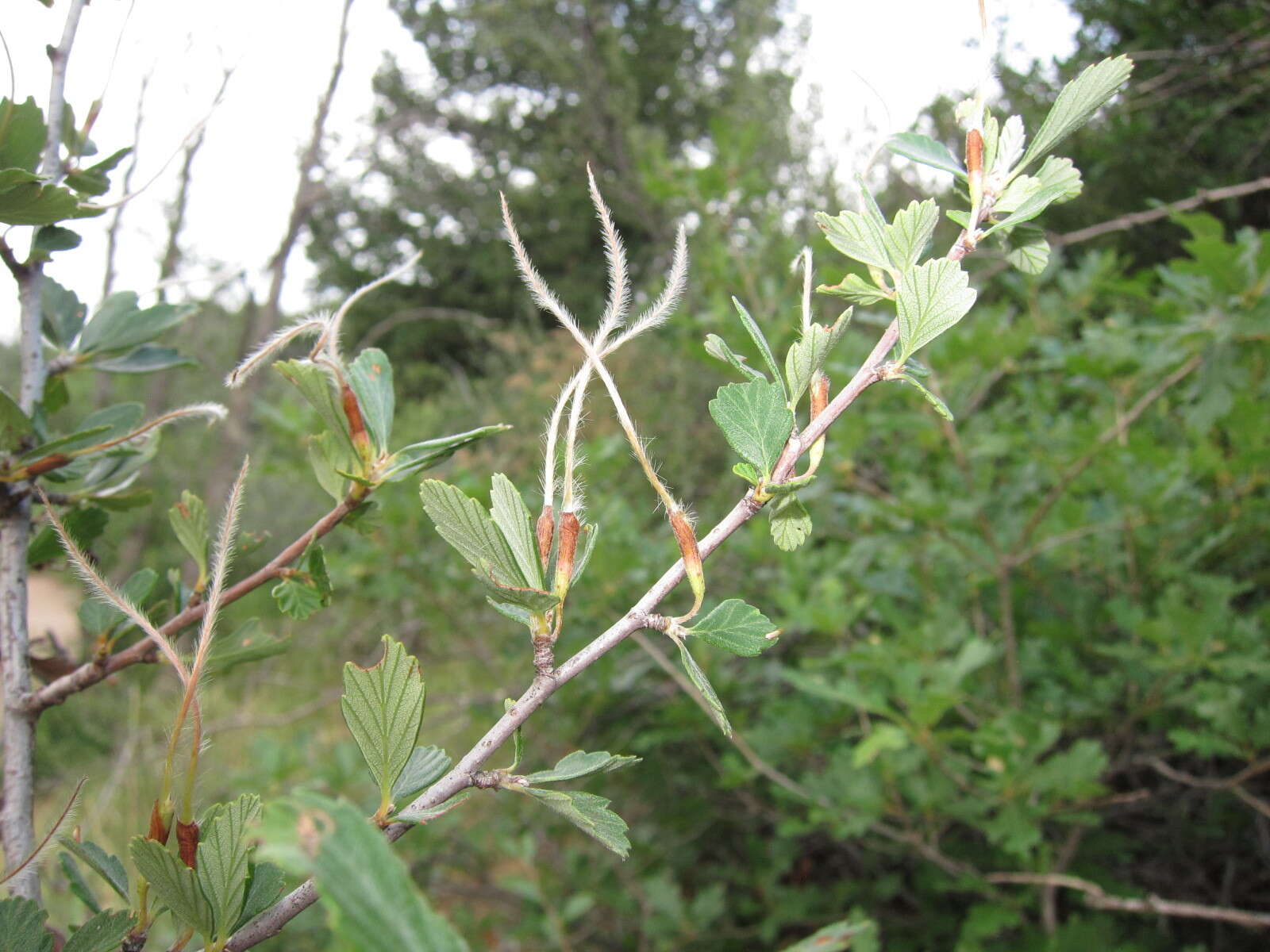 Image of alderleaf mountain mahogany