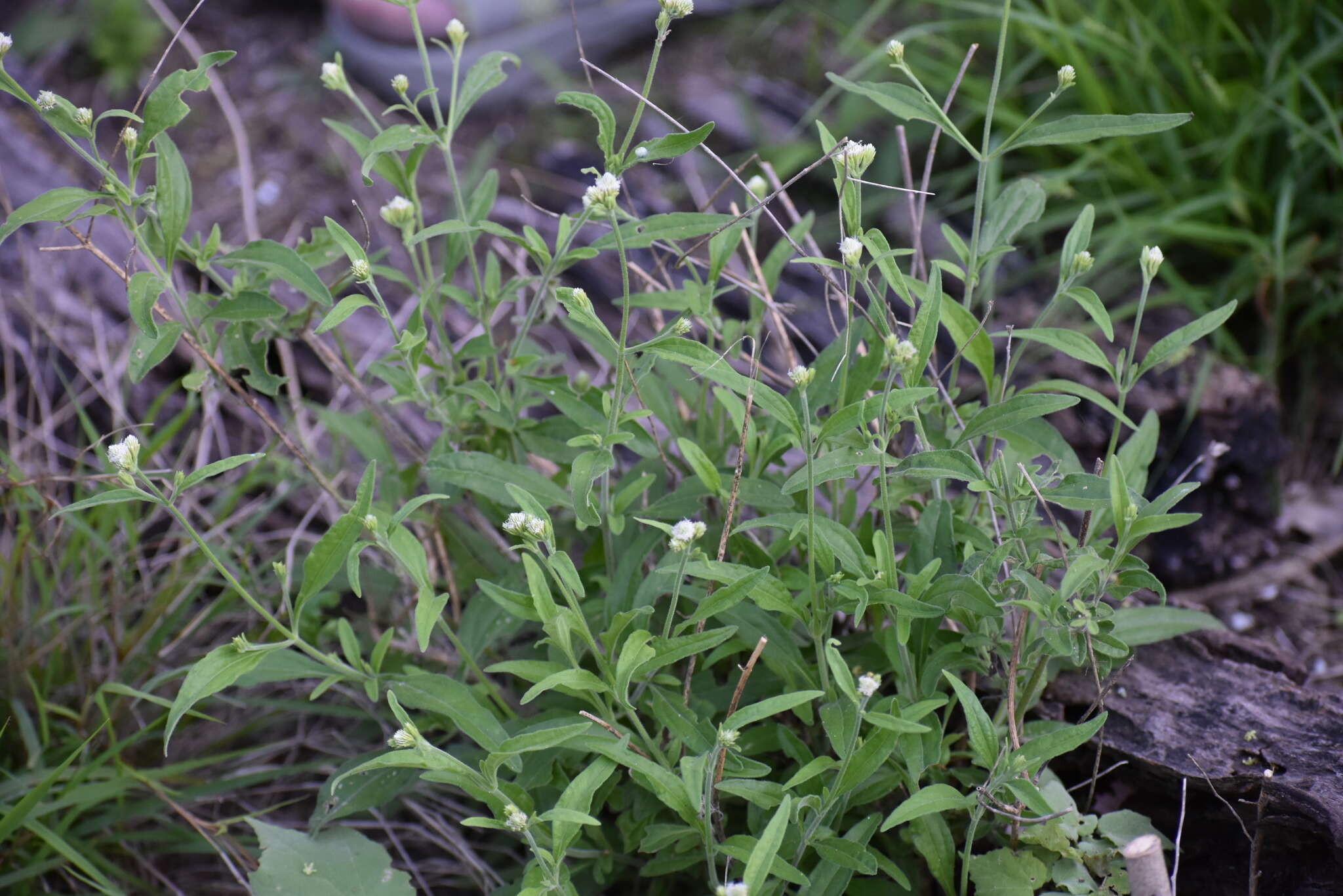 Слика од Isocarpha oppositifolia var. achyranthes (DC.) D. J. Keil & Stuessy