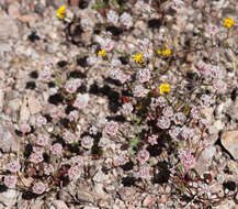 Plancia ëd Lessingia tenuis (A. Gray) Coville