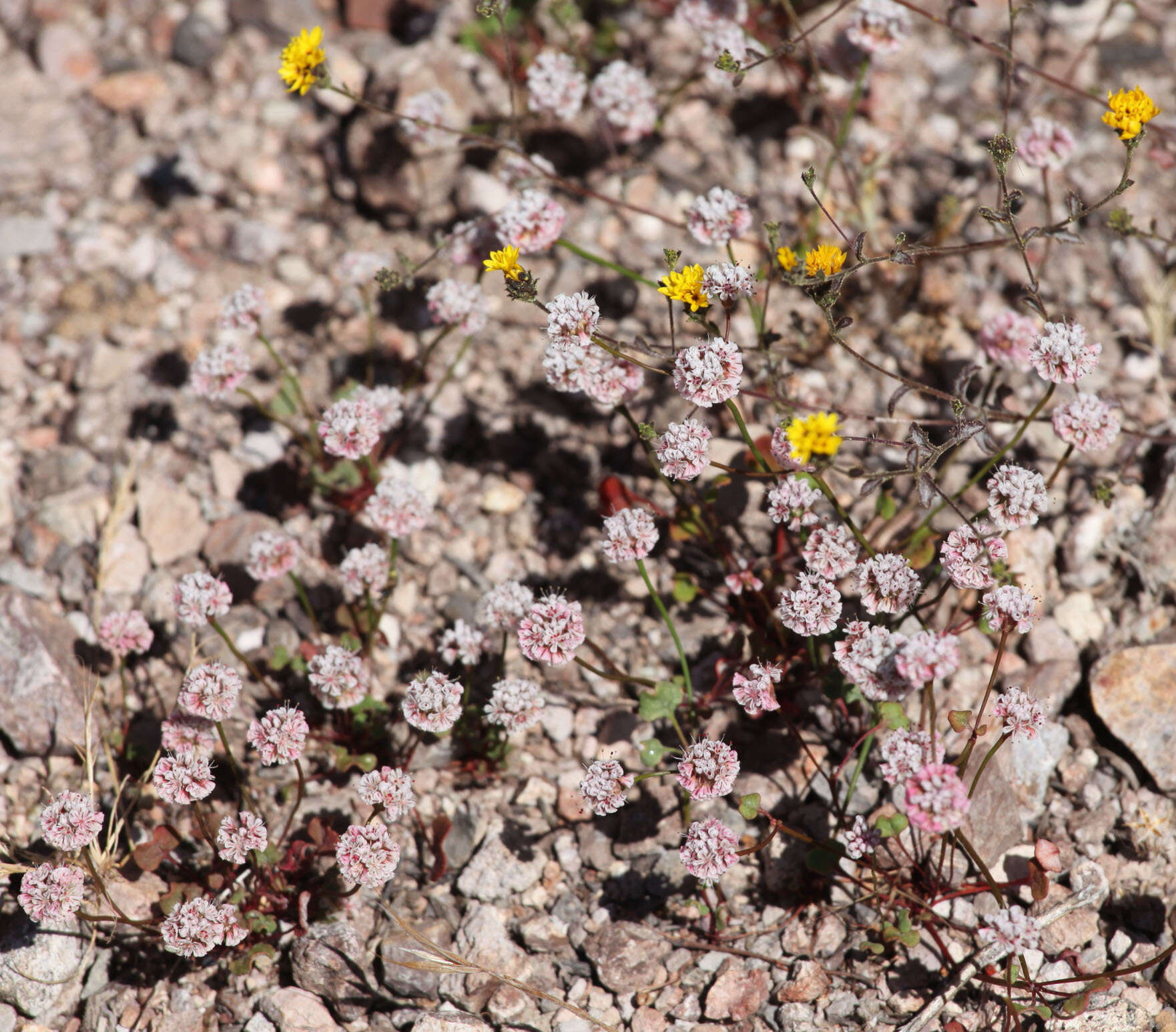 Plancia ëd Lessingia tenuis (A. Gray) Coville