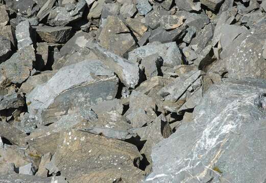 Image of Collared Pika