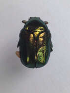 Image of emerald beetle