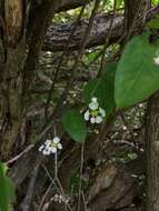 Image of Woodbury's stingingbush