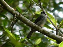 Image of White-browed Forest Flycatcher