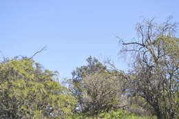 Image of Chilean Mockingbird