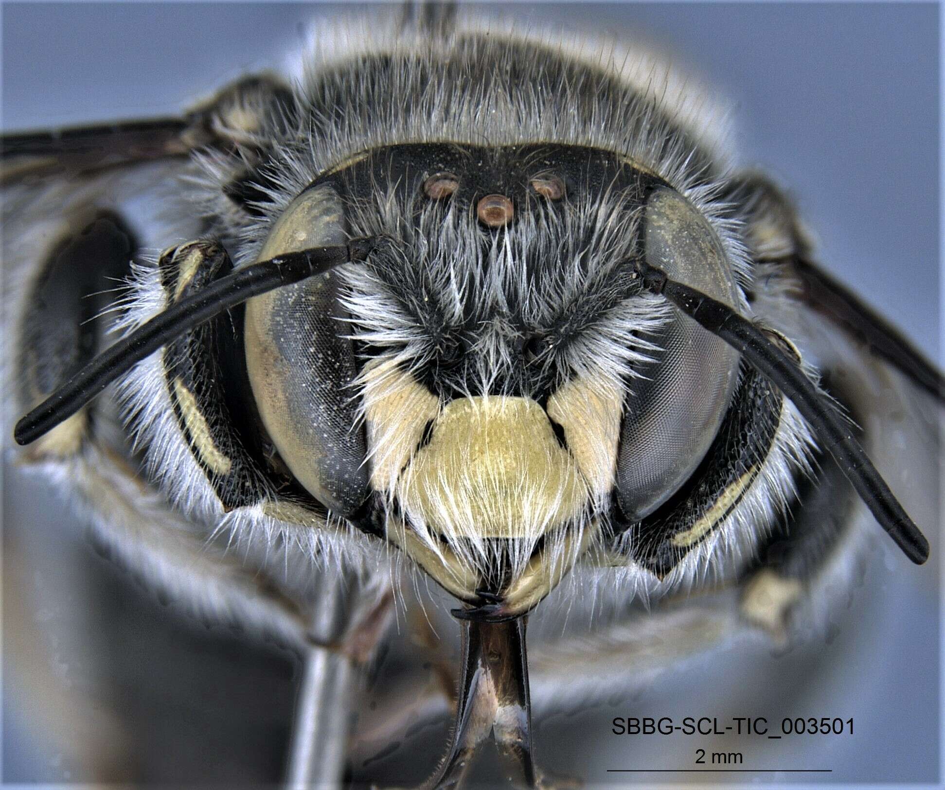 Image of Anthidium collectum Huard 1896