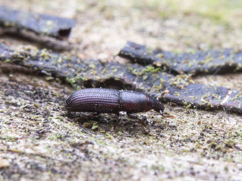 Image of Rhyncolus ater Motschulsky & V.