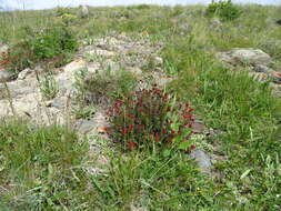 Image of Rhodiola coccinea (Royle) A. Boriss.