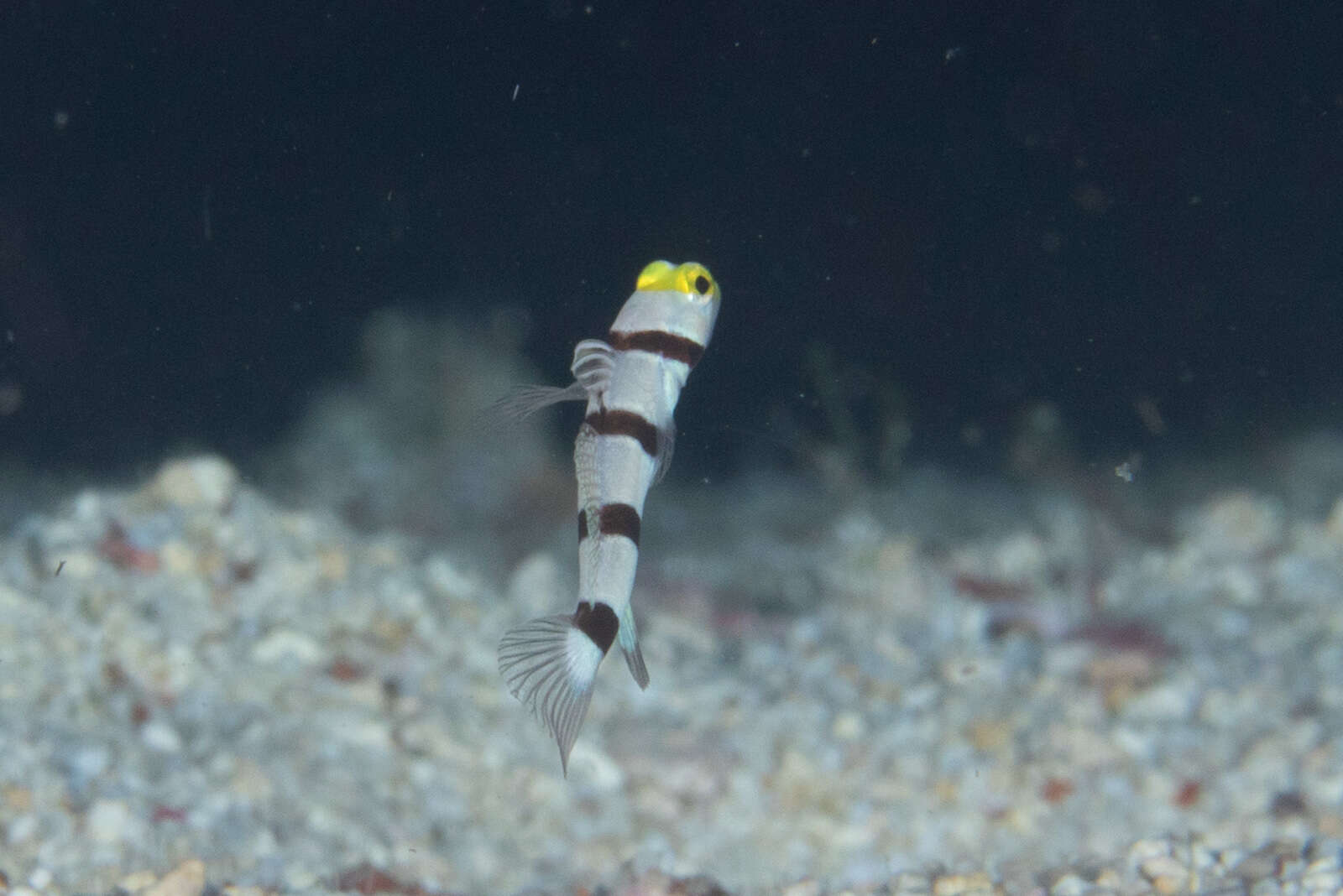 Image of Prawn-goby prawngoby shrimp-goby