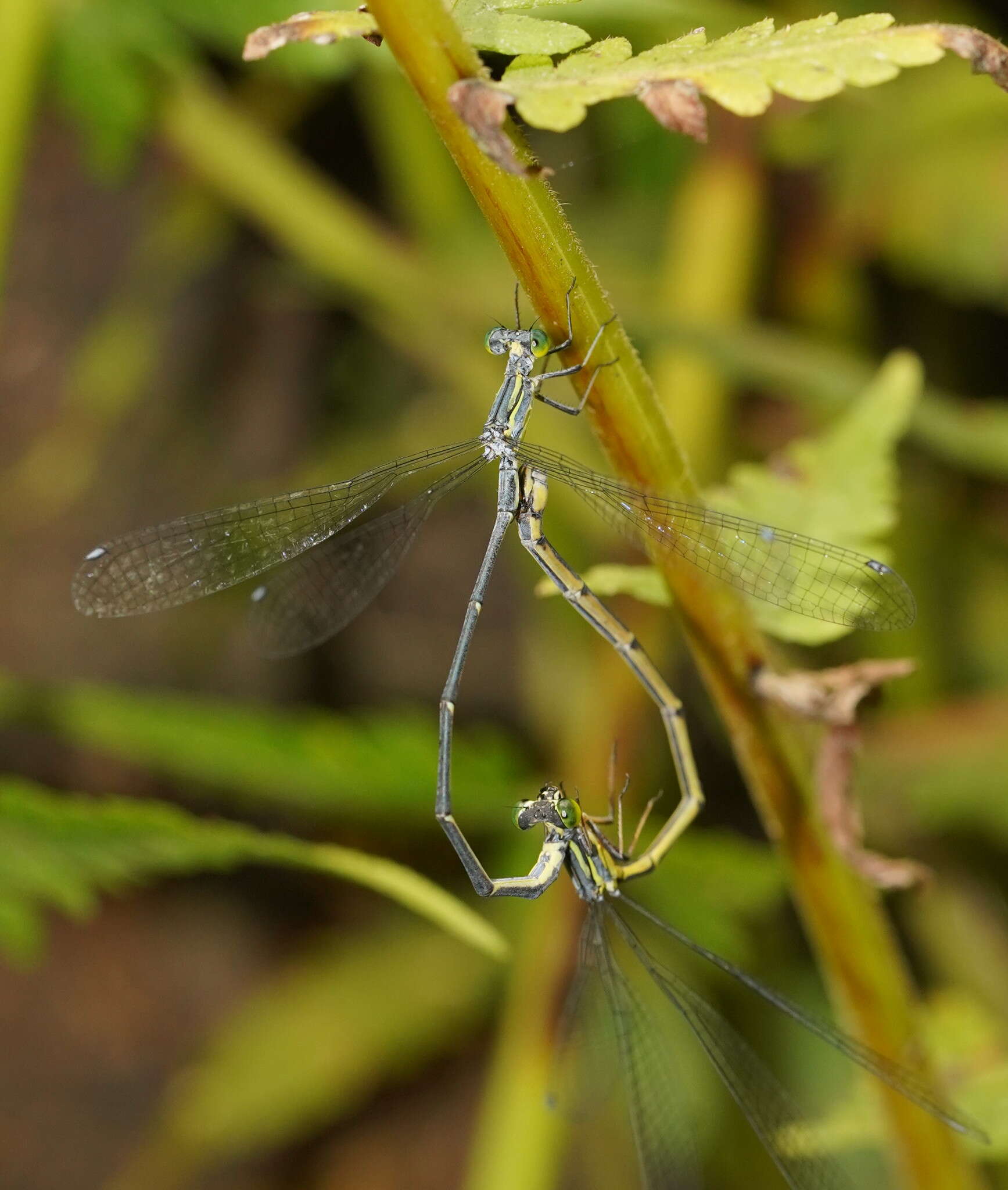 Image of Neosticta canescens Tillyard 1913