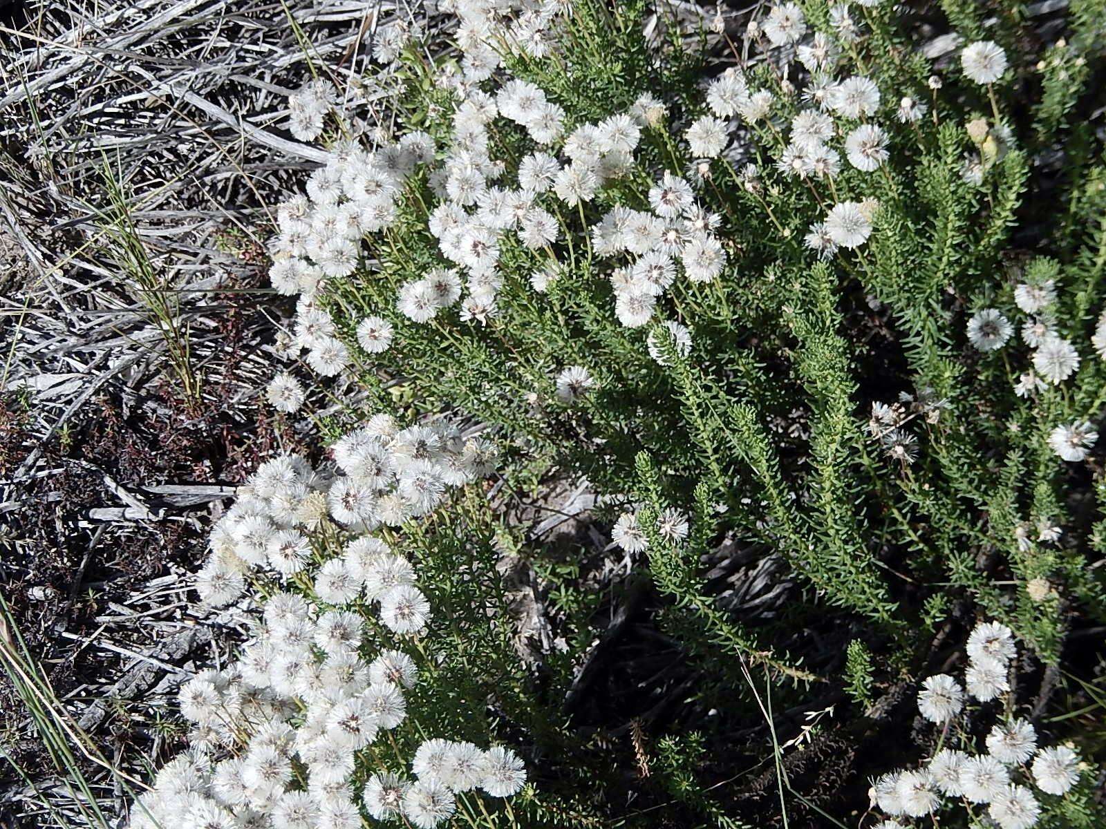 Image of Chrysocoma strigosa E. Bayer