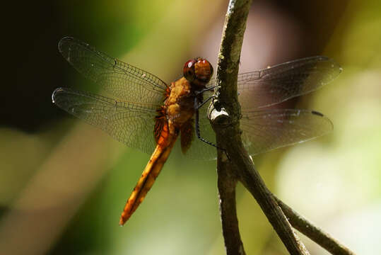 Image of Erythemis mithroides (Brauer 1900)