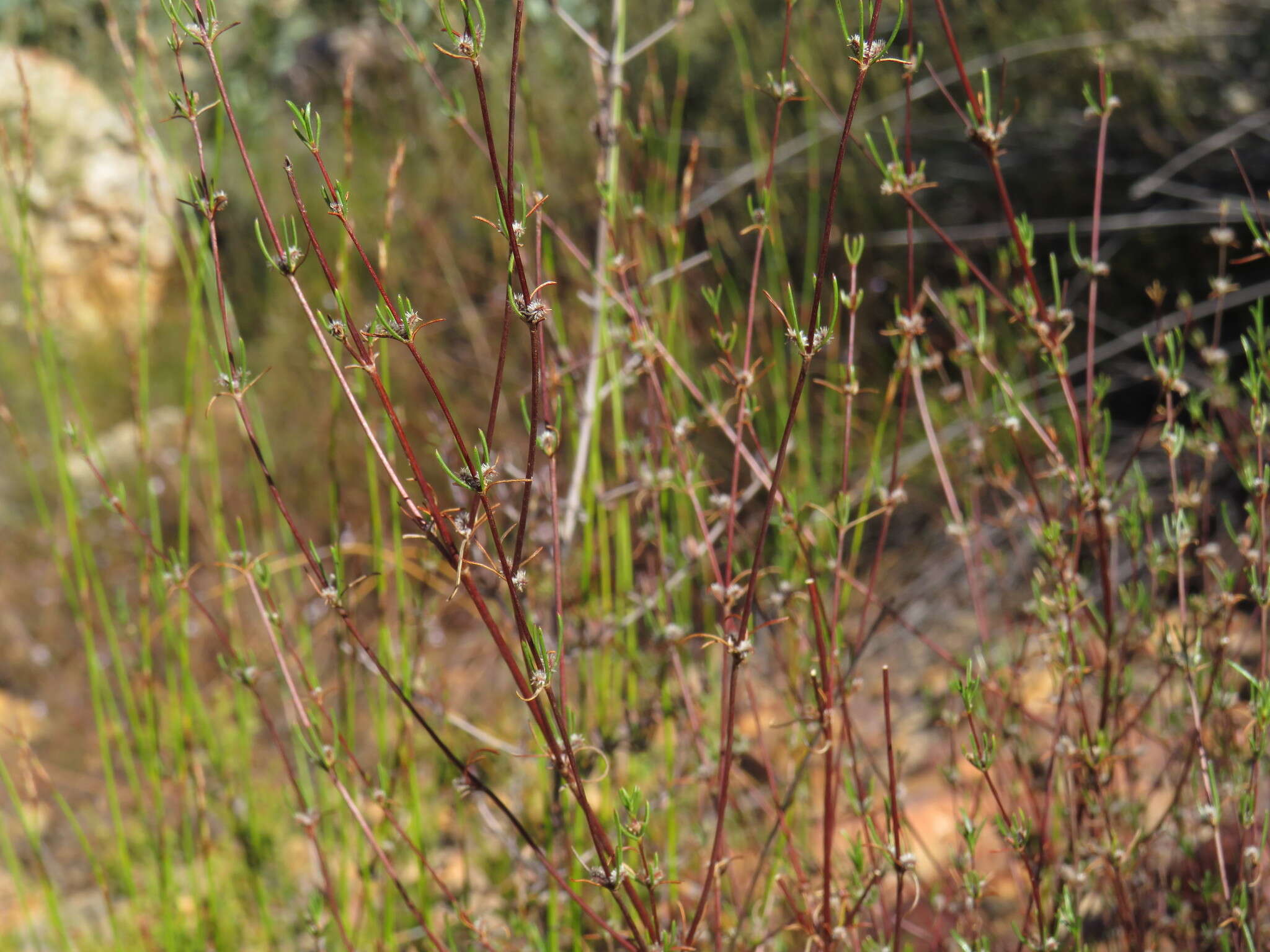 Image of Anthospermum bicorne Puff