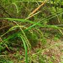 Image of Carex laxula Tineo ex Boott