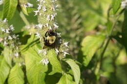 Image of Two-spotted Bumblebee