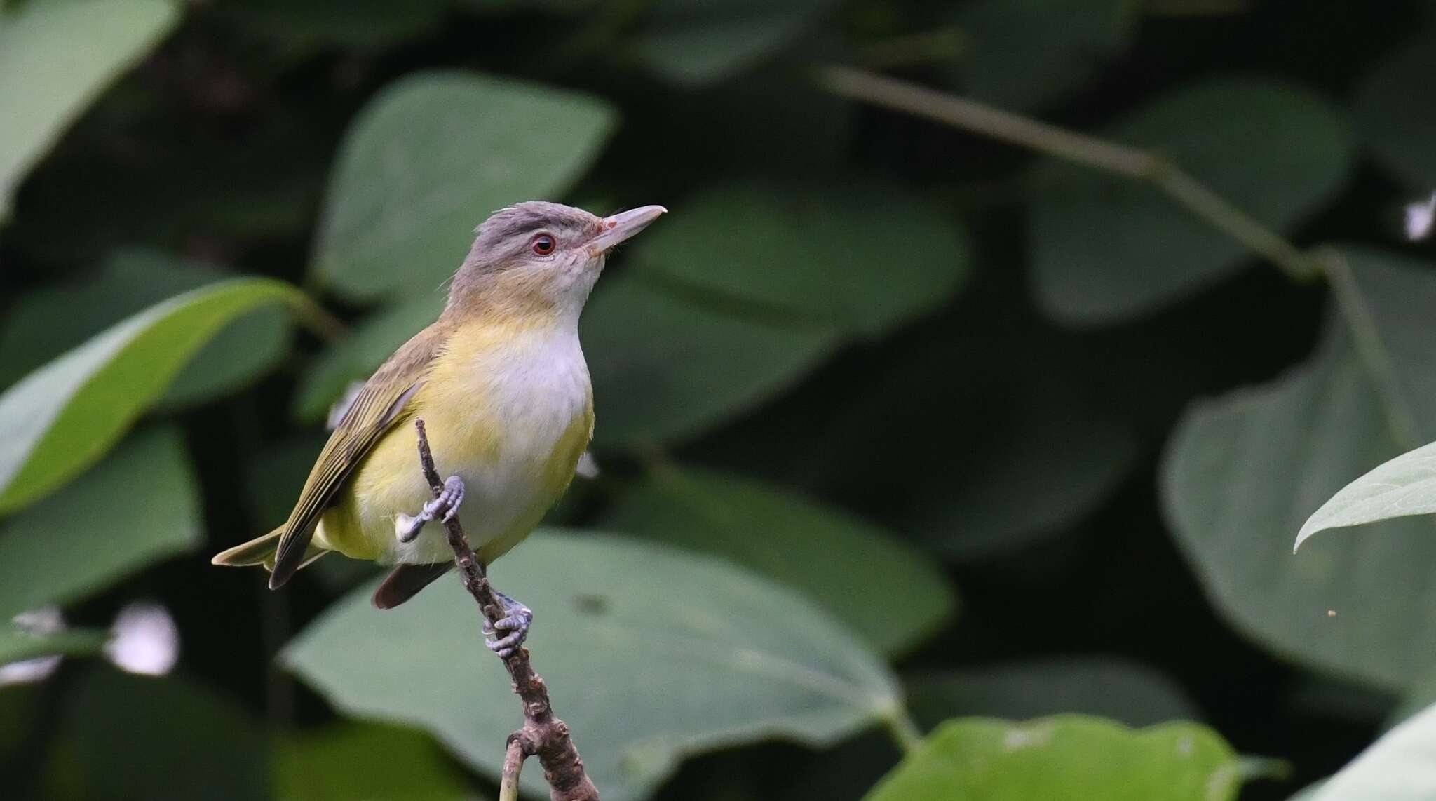 Слика од Vireo flavoviridis (Cassin 1851)