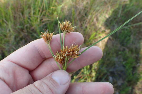 Image of Indianola Beak Sedge