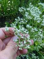 Image of roundleaf thoroughwort