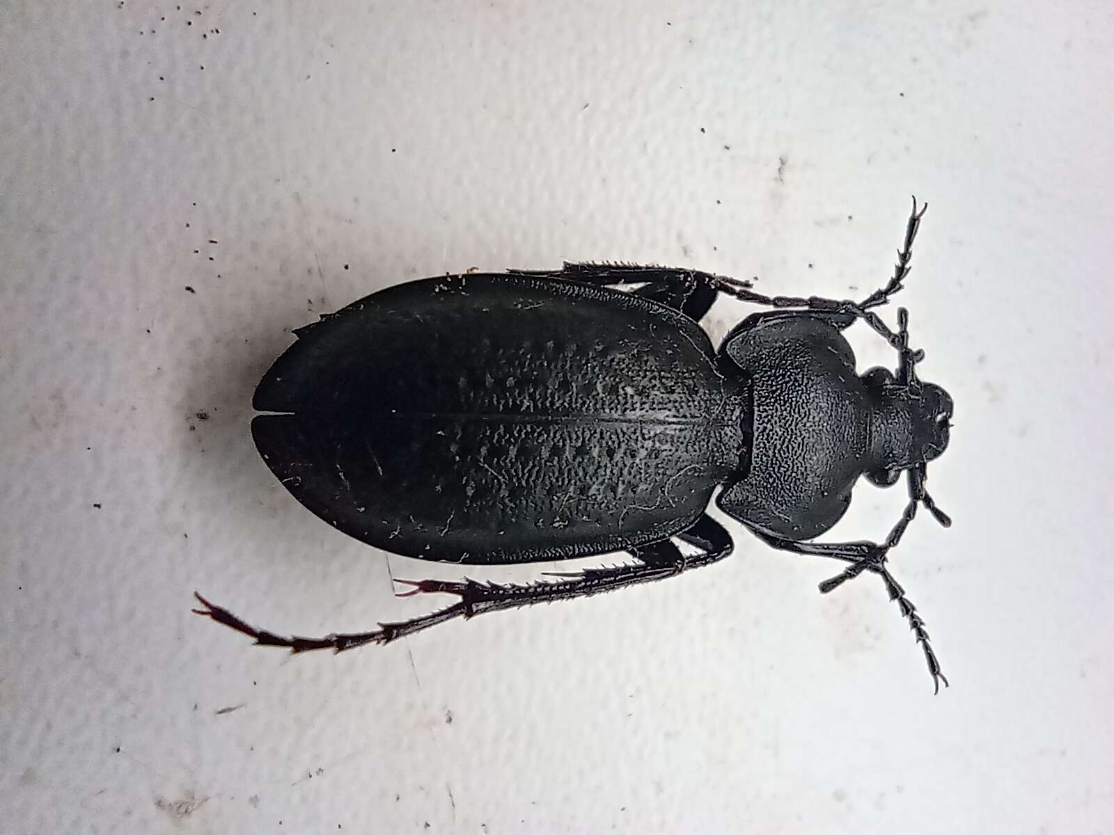 Image of Carabus (Trachycarabus) sibiricus Fischer von Waldheim 1820