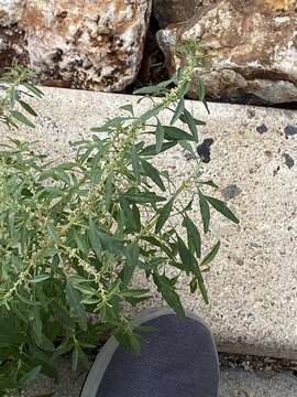 Imagem de Amaranthus obcordatus (Gray) Standl.