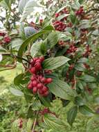 Image of Viburnum erubescens Wall.