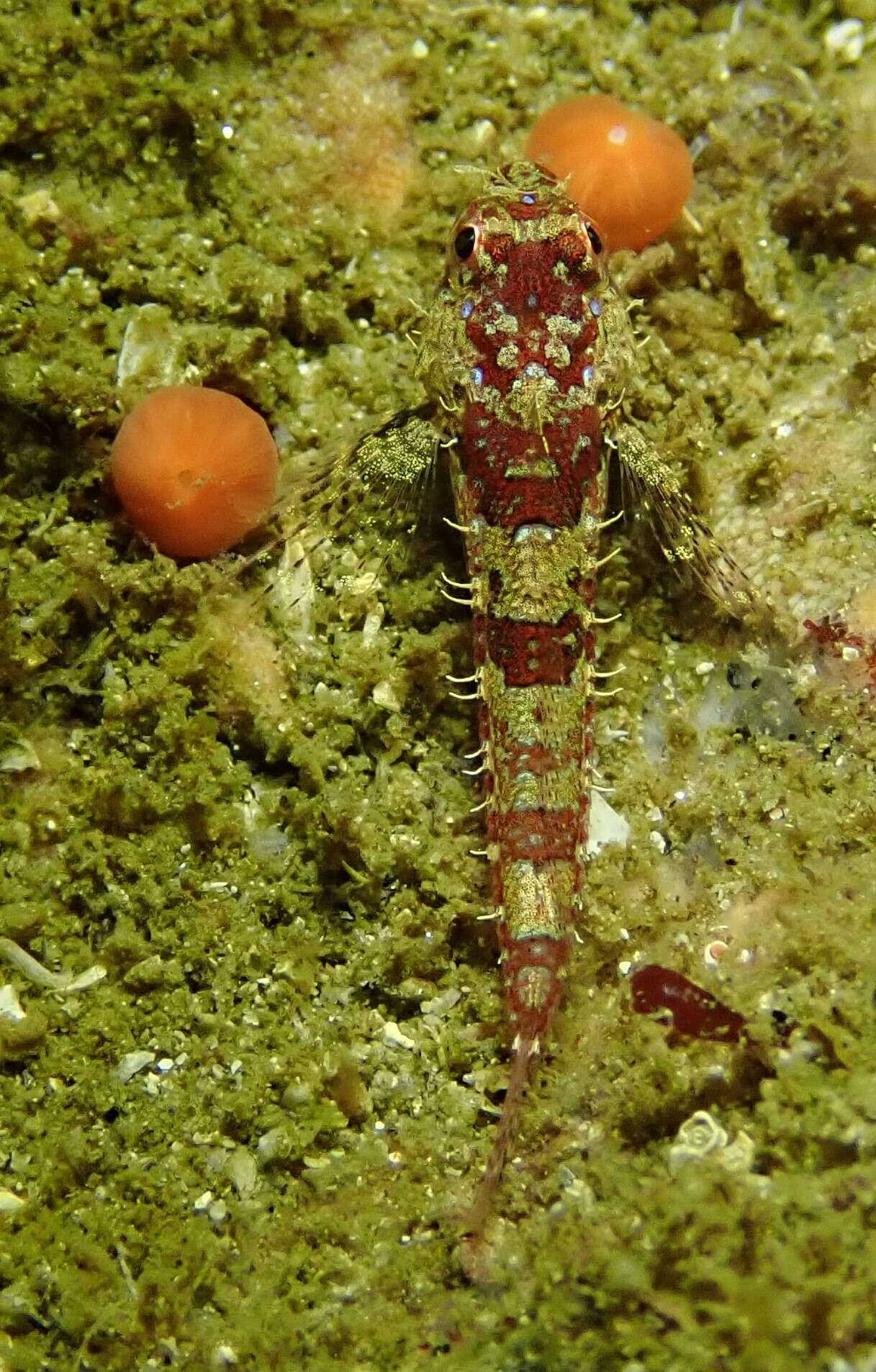 Image of Snubnose sculpin