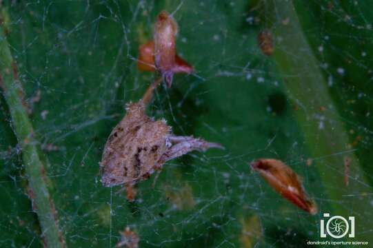 Image of Uloborus campestratus Simon 1893