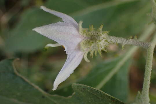 Image of Solanum lichtensteinii Willd.