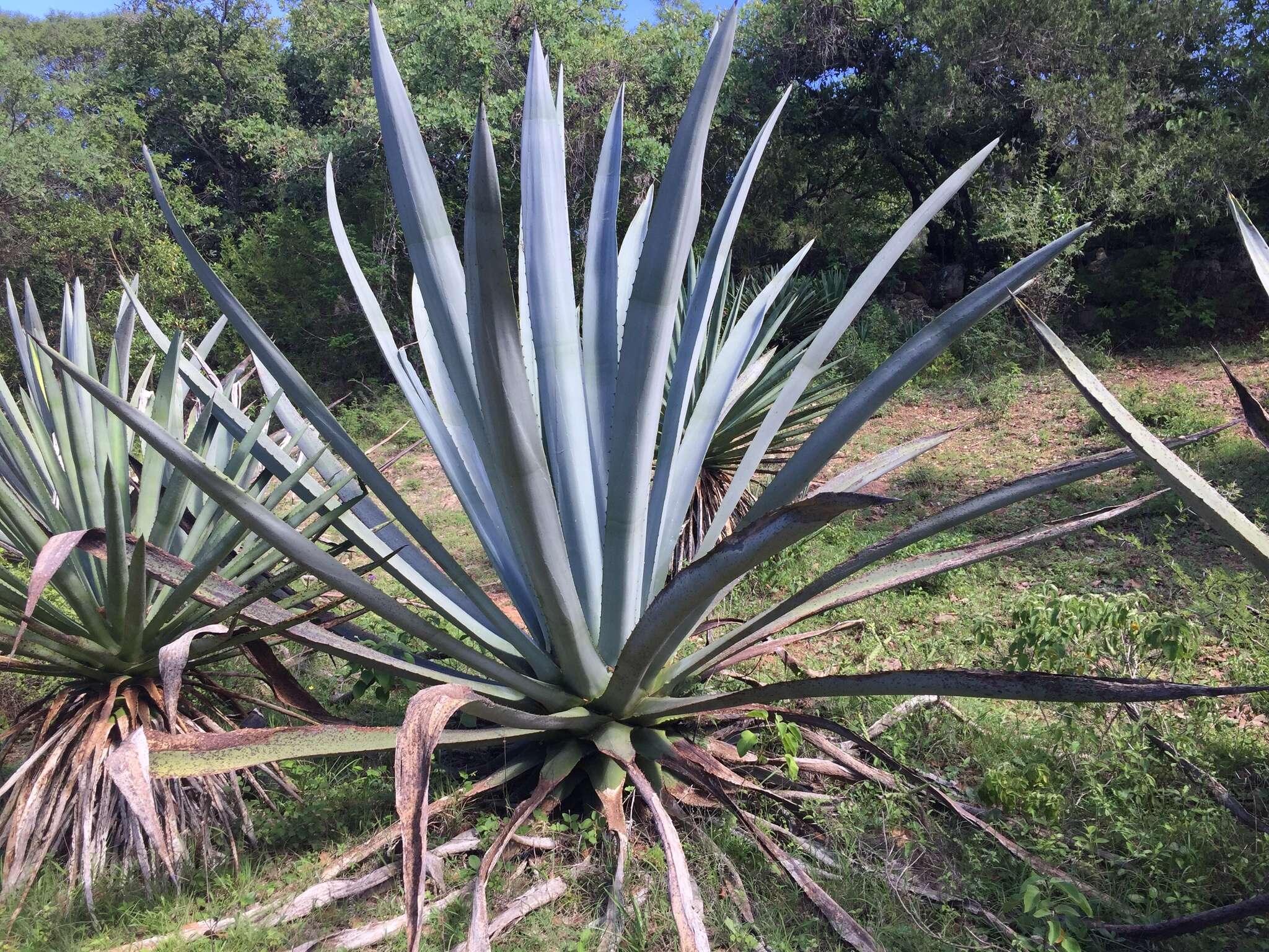 Agave americana var. oaxacensis Gentry resmi