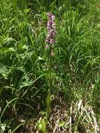 Image de Orchis mascula subsp. speciosa (Mutel) Hegi