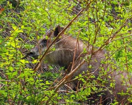 Image of Japanese Serow