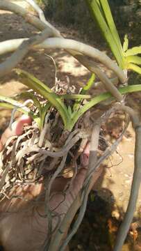 Imagem de Vanda tessellata (Roxb.) Hook. ex G. Don